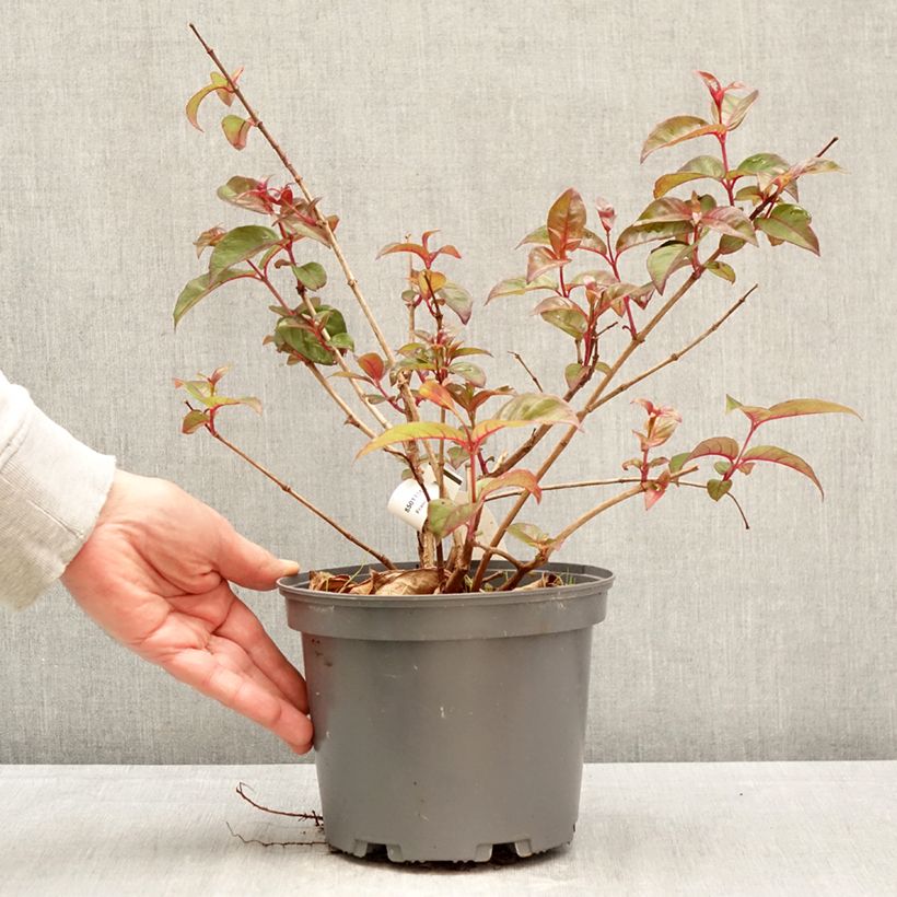 Spécimen de Fuchsia alpestris Grimpant Pot de 3L/4L tel que livré au printemps