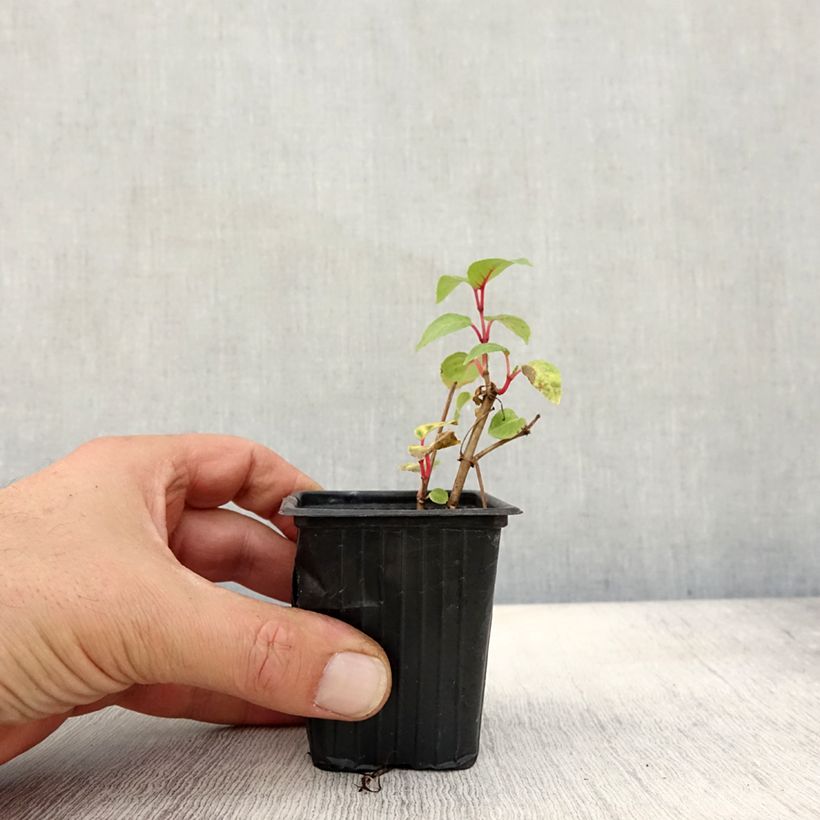 Spécimen de Fuchsia Annabel (Annabelle) Godet de 8/9 cm tel que livré en automne
