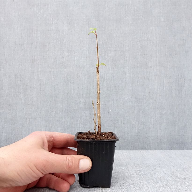 Spécimen de Fuchsia Annabel (Annabelle) Godet de 8/9 cm tel que livré en hiver