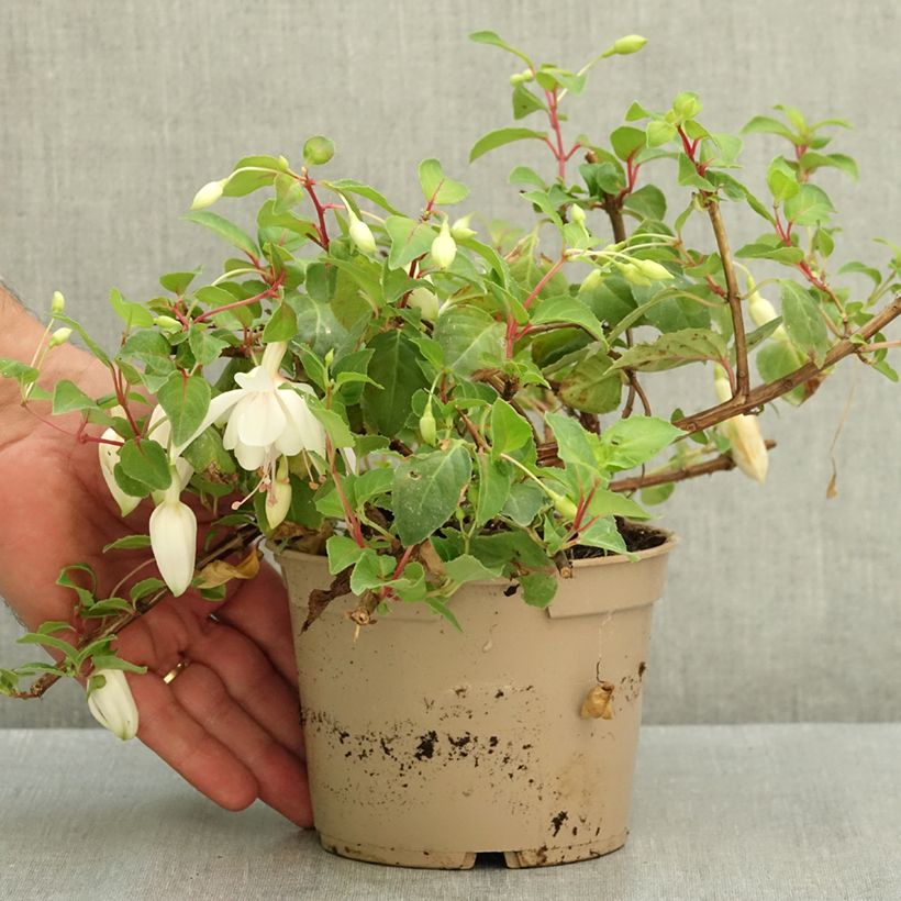 Spécimen de Fuchsia Annabel (Annabelle) Pot de 12 cm / 13 cm tel que livré en été