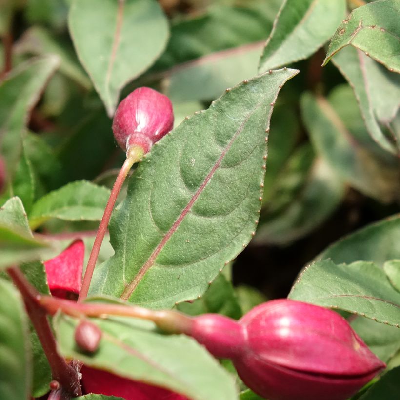 Fuchsia Bella Soila (Feuillage)