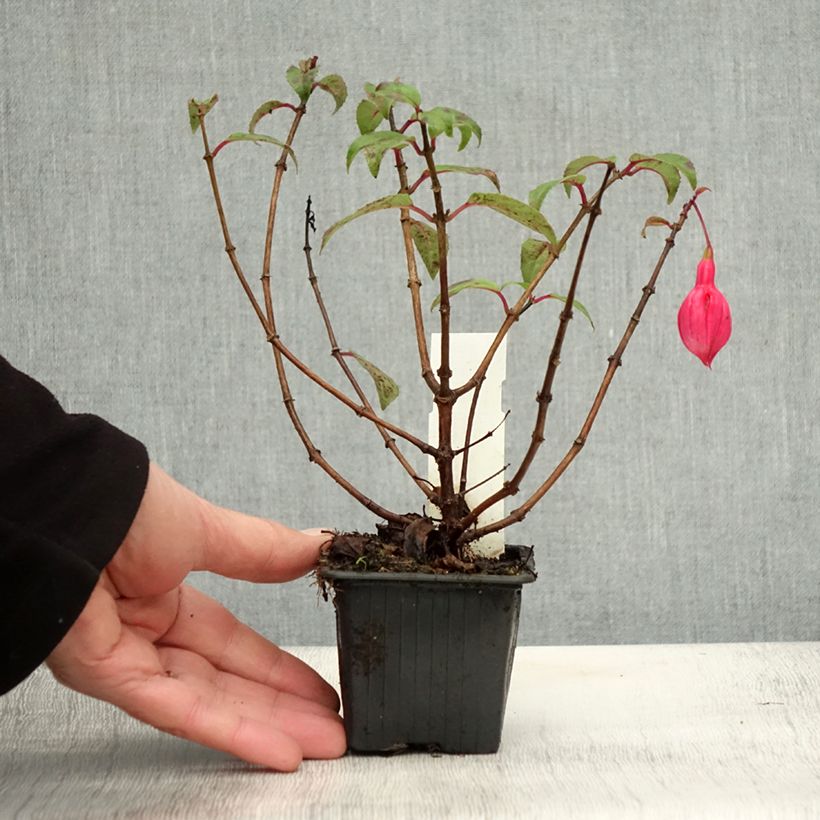 Spécimen de Fuchsia Bernadette Godet de 8/9 cm tel que livré en automne