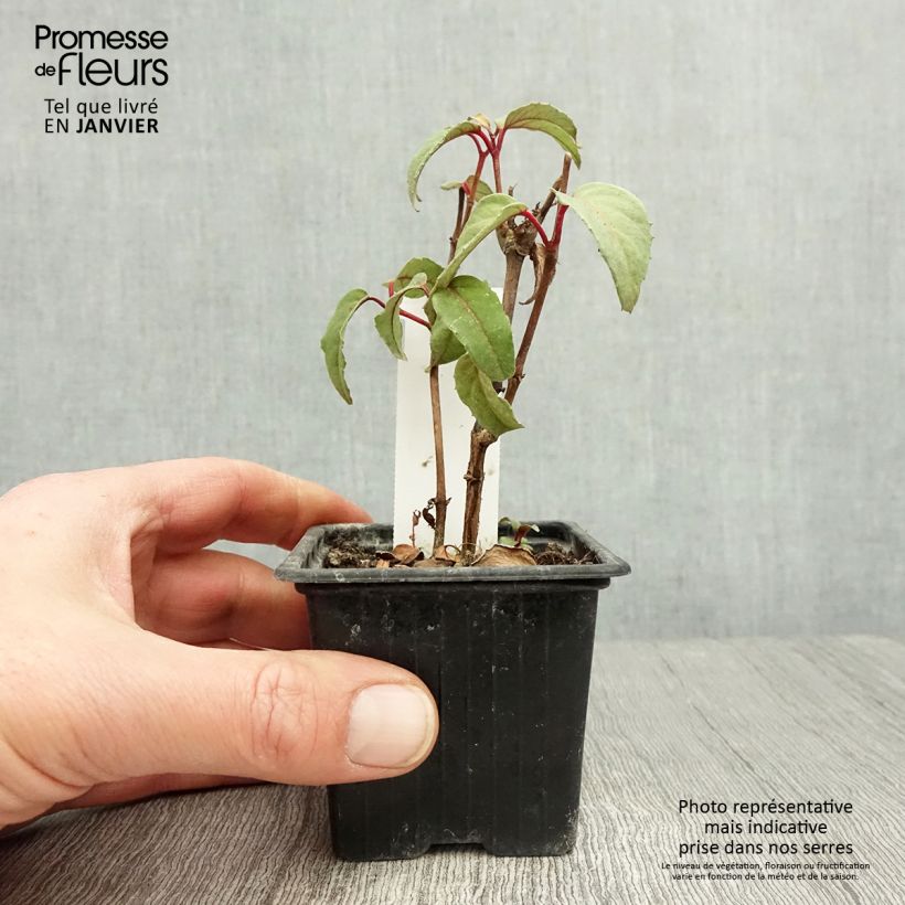 Spécimen de Fuchsia Black Princess Godet de 8/9 cm tel que livré en hiver