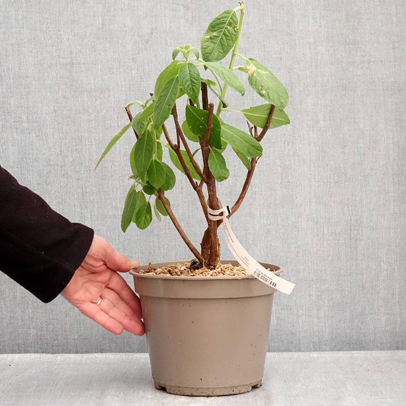 Spécimen de Fuchsia boliviana Alba - Fuchsia de Bolivie Pot de 4L/5L tel que livré en hiver