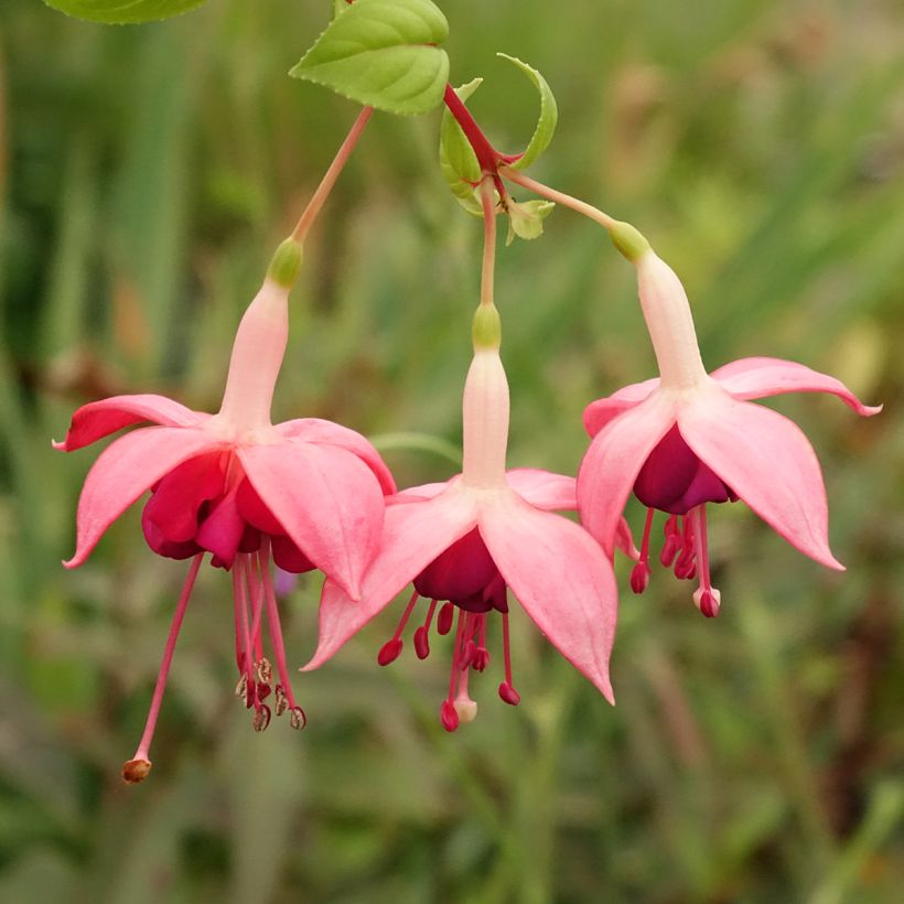 Fuchsia Bush Paula Jane (Floraison)