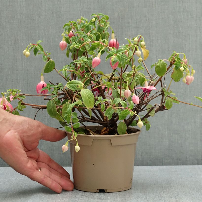 Spécimen de Fuchsia Bush Paula Jane Pot de 12 cm / 13 cm tel que livré en été