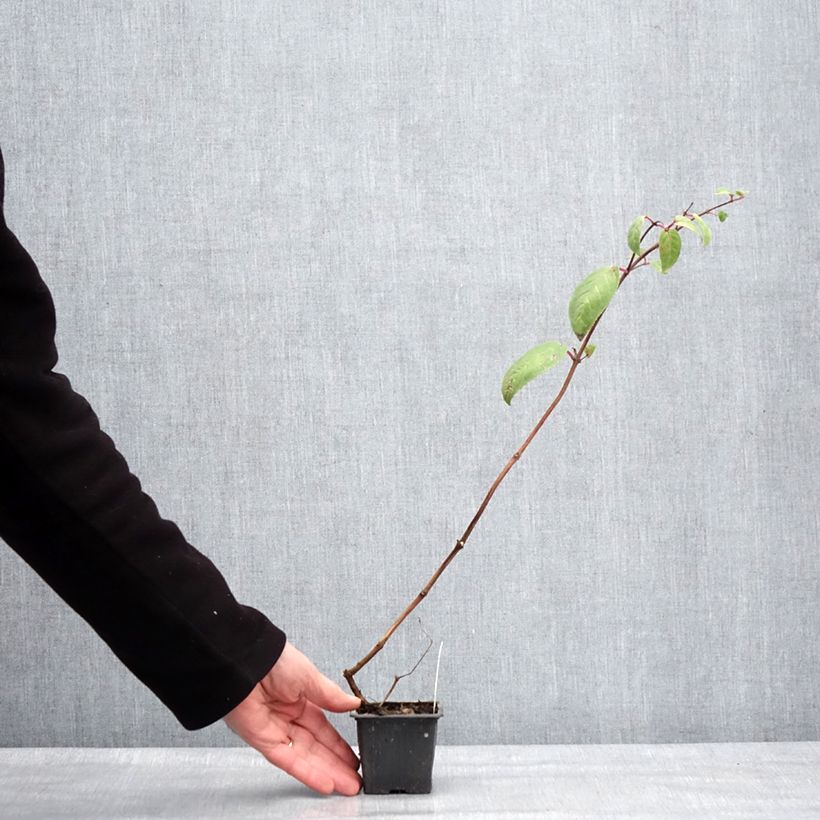 Spécimen de Fuchsia Chantilly Godet de 8/9 cm tel que livré en hiver