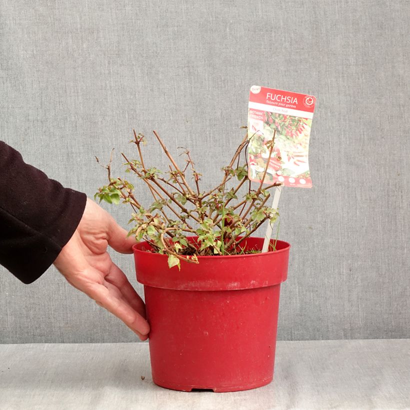 Spécimen de Fuchsia Chilli Red Pot de 3L/4L tel que livré en automne