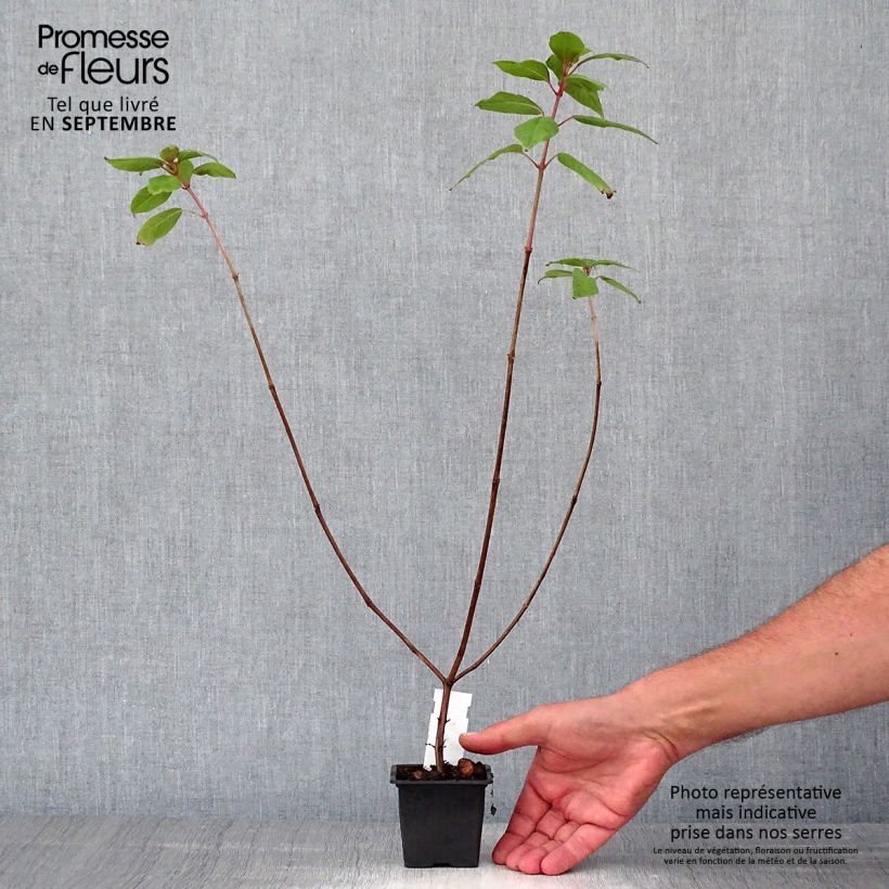 Spécimen de Fuchsia First Success Godet de 8/9 cm tel que livré en automne