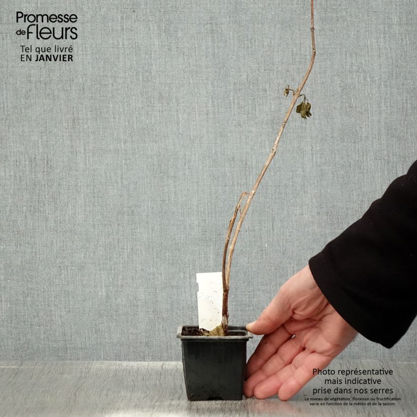 Spécimen de Fuchsia First Success Godet de 8/9 cm tel que livré en hiver