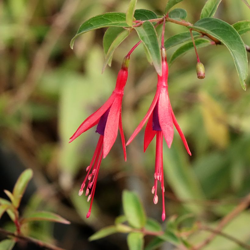 Fuchsia hatschbachii - Fuchsia de Hatschbach (Floraison)