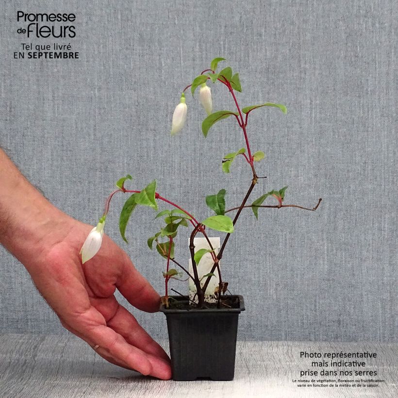 Spécimen de Fuchsia Illusion Godet de 8/9 cm tel que livré en automne
