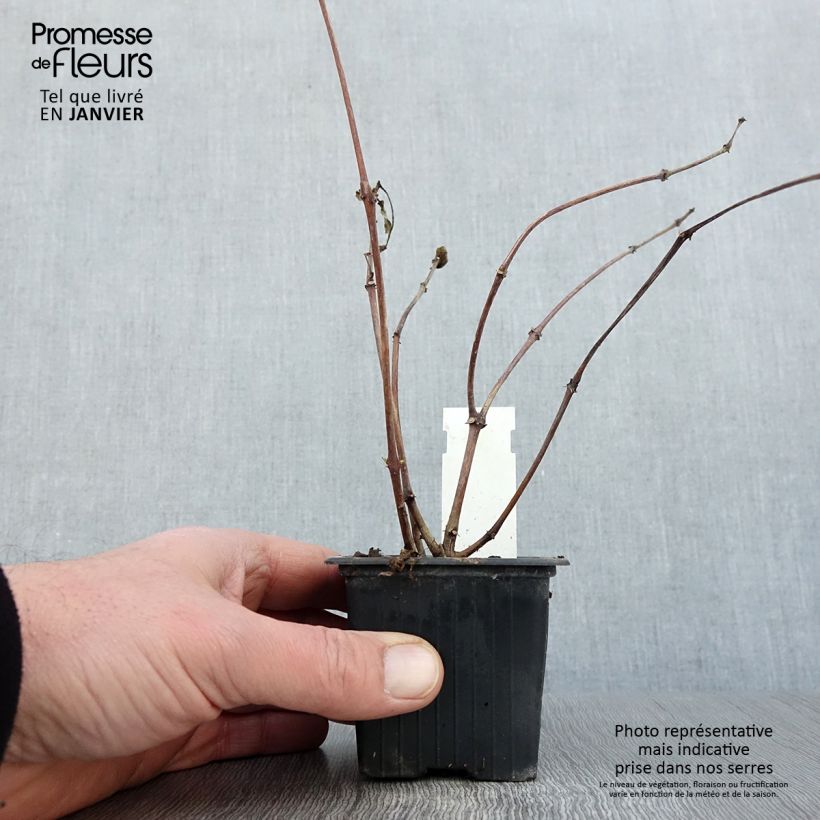 Spécimen de Fuchsia Illusion Godet de 8/9 cm tel que livré en hiver