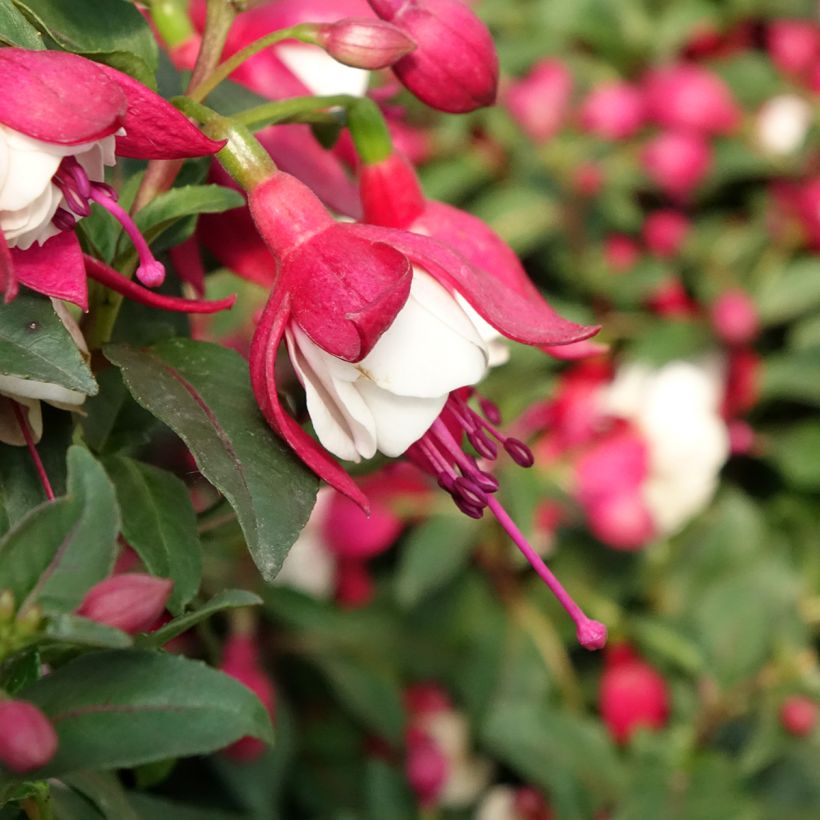 Fuchsia Jollies Madiran (Floraison)