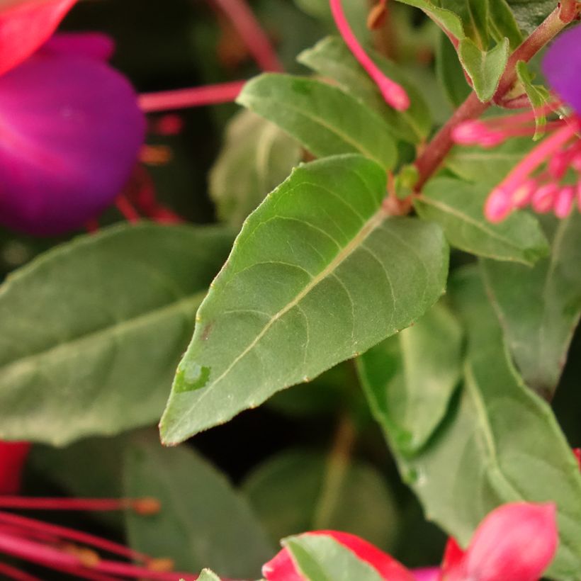 Fuchsia Jollies Nantes (Feuillage)