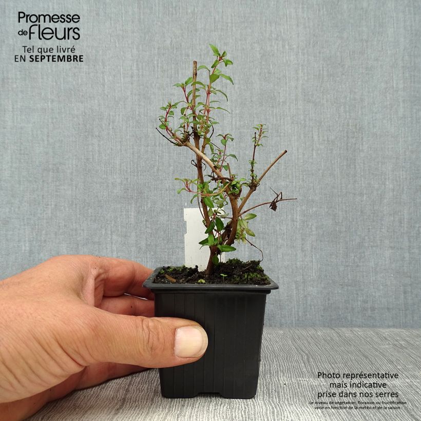 Spécimen de Fuchsia magellanica Arauco Godet de 8/9 cm tel que livré en automne