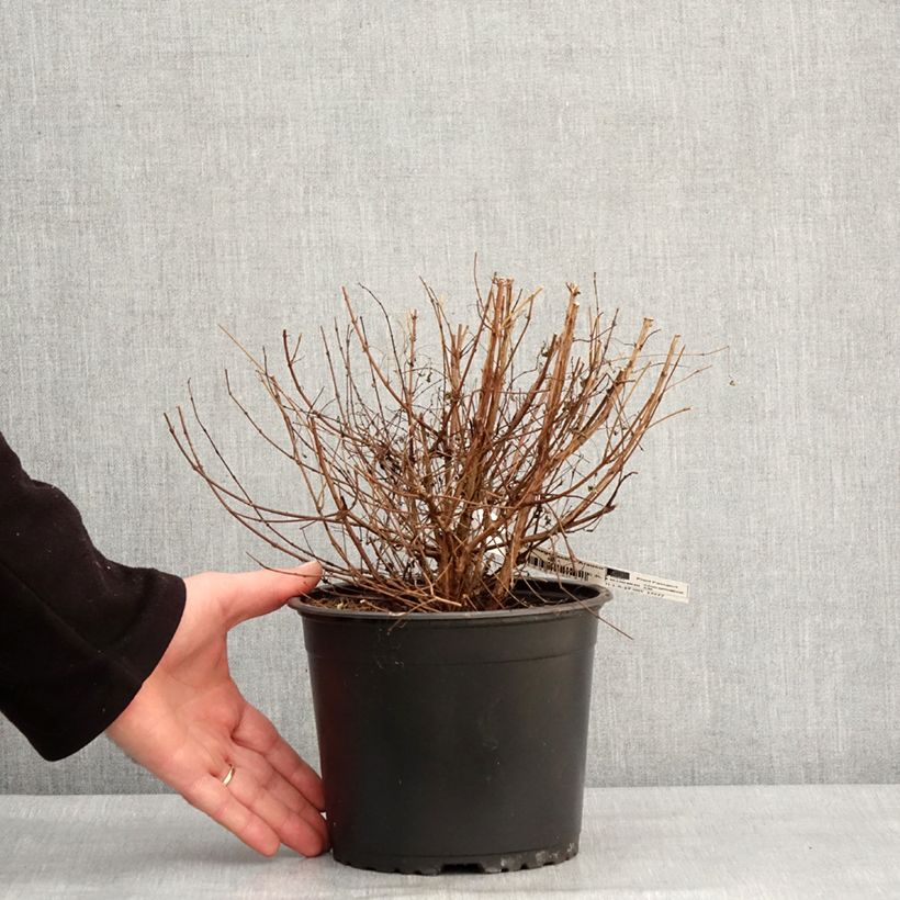 Spécimen de Fuchsia magellanica Arauco Pot de 1,5L/2L tel que livré en hiver