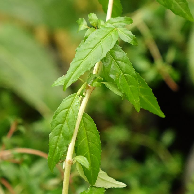 Fuchsia magellanica Arauco (Feuillage)