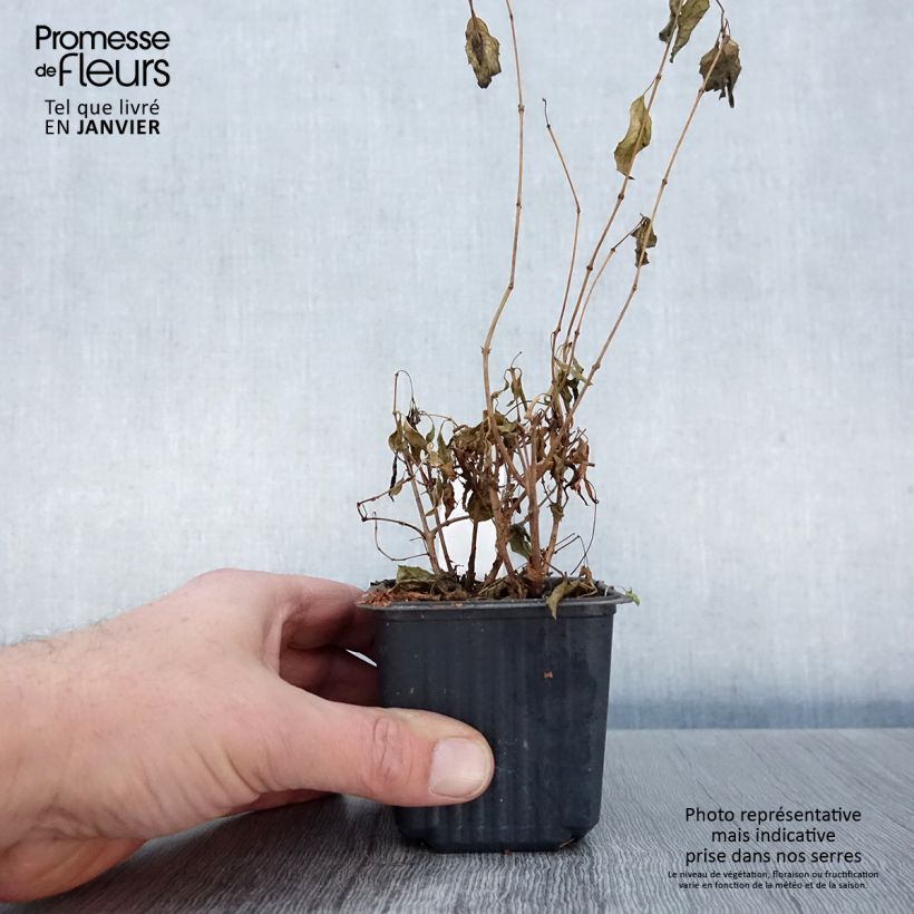 Spécimen de Fuchsia magellanica Godet de 8/9 cm tel que livré en hiver