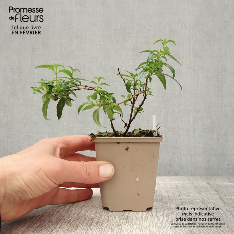 Spécimen de Fuchsia magellanica Hawkshead  Godet de 7/8 cm tel que livré en hiver