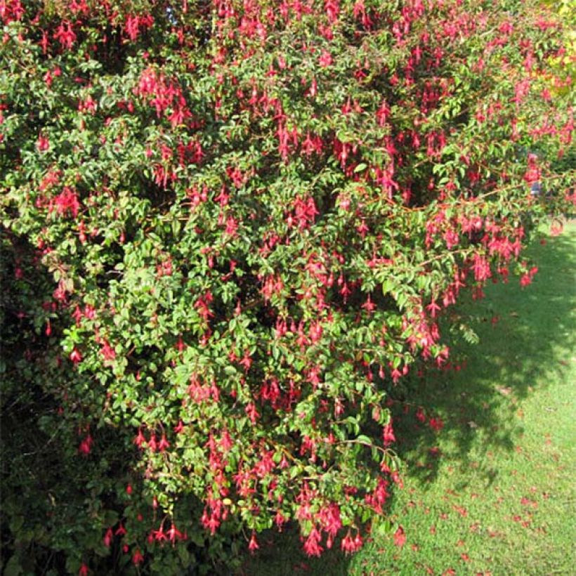 Fuchsia magellanica Riccartonii - Fuchsia de Magellan (Port)