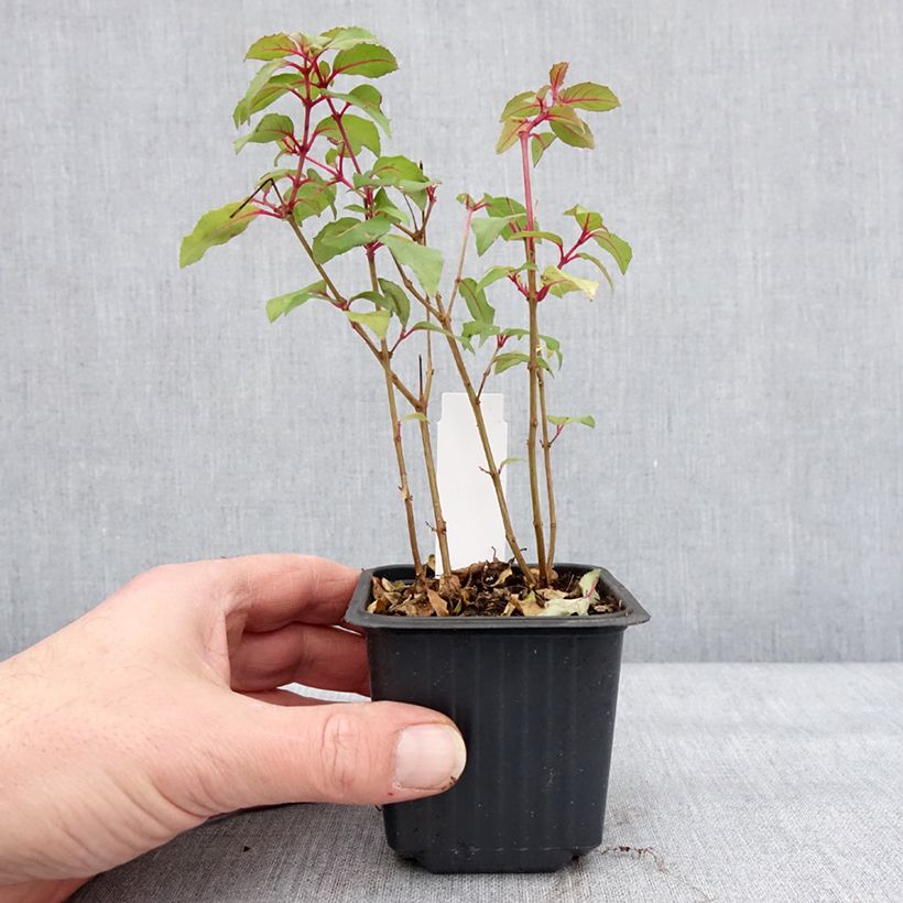 Spécimen de Fuchsia magellanica Snow Cap - Fuchsia rustique Godet de 8/9 cm tel que livré en hiver