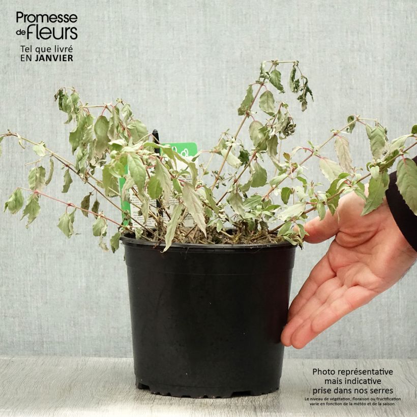 Spécimen de Fuchsia magellanica Tricolorii Pot de 2L/3L tel que livré en hiver