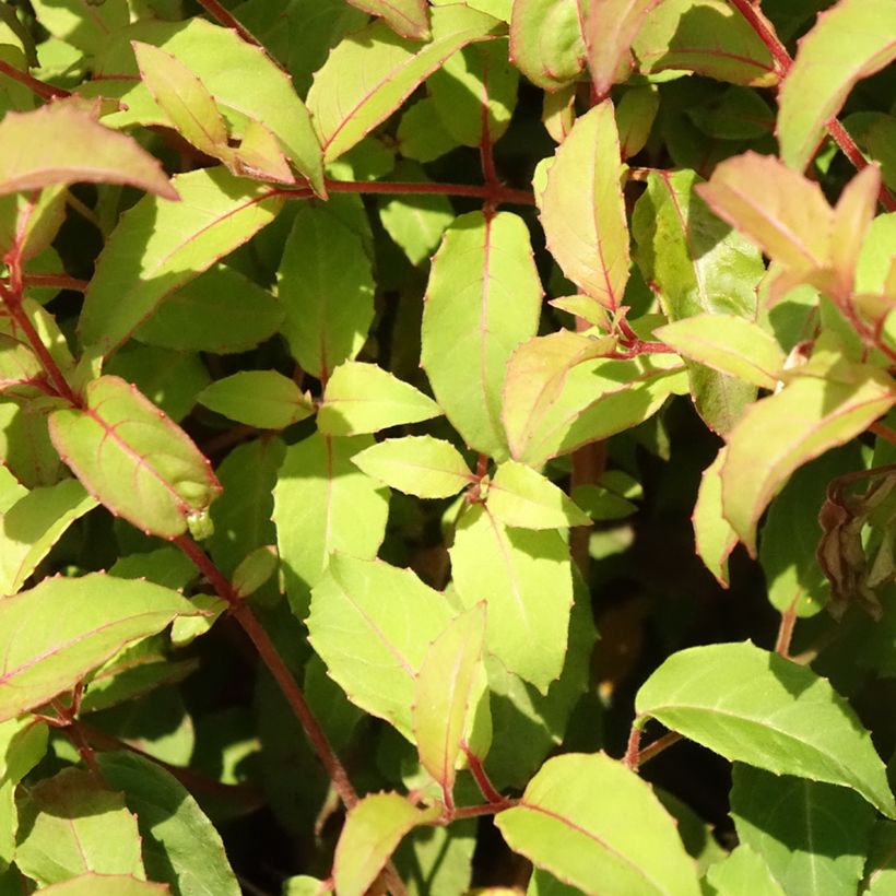 Fuchsia magellanica var. gracilis (Feuillage)