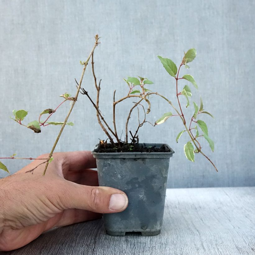 Spécimen de Fuchsia magellanica Versicolor Godet de 7/8 cm tel que livré en automne