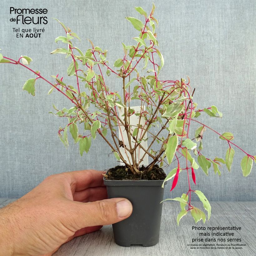 Spécimen de Fuchsia magellanica Versicolor Godet de 7/8 cm tel que livré en été