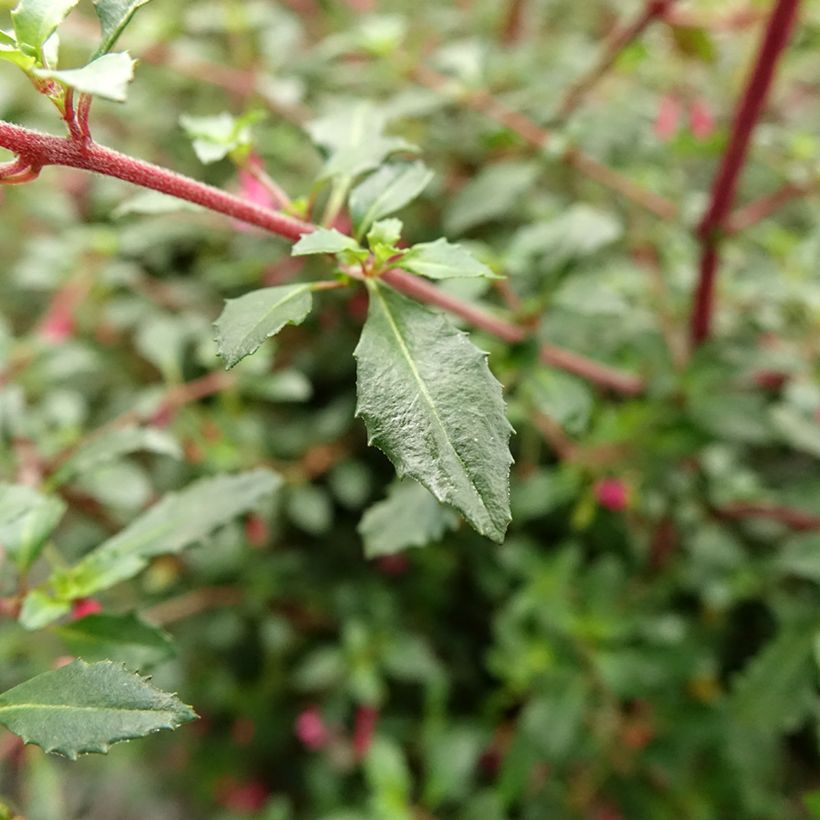 Fuchsia microphylla ssp. microphylla (Feuillage)
