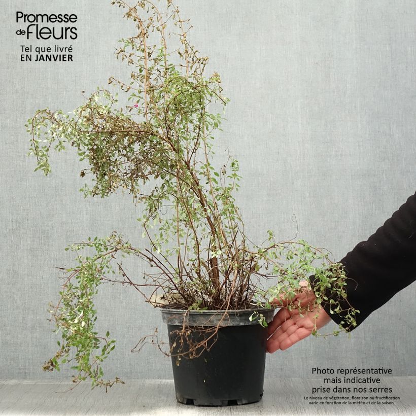 Spécimen de Fuchsia microphylla ssp. microphylla Pot de 4L/5L tel que livré en hiver