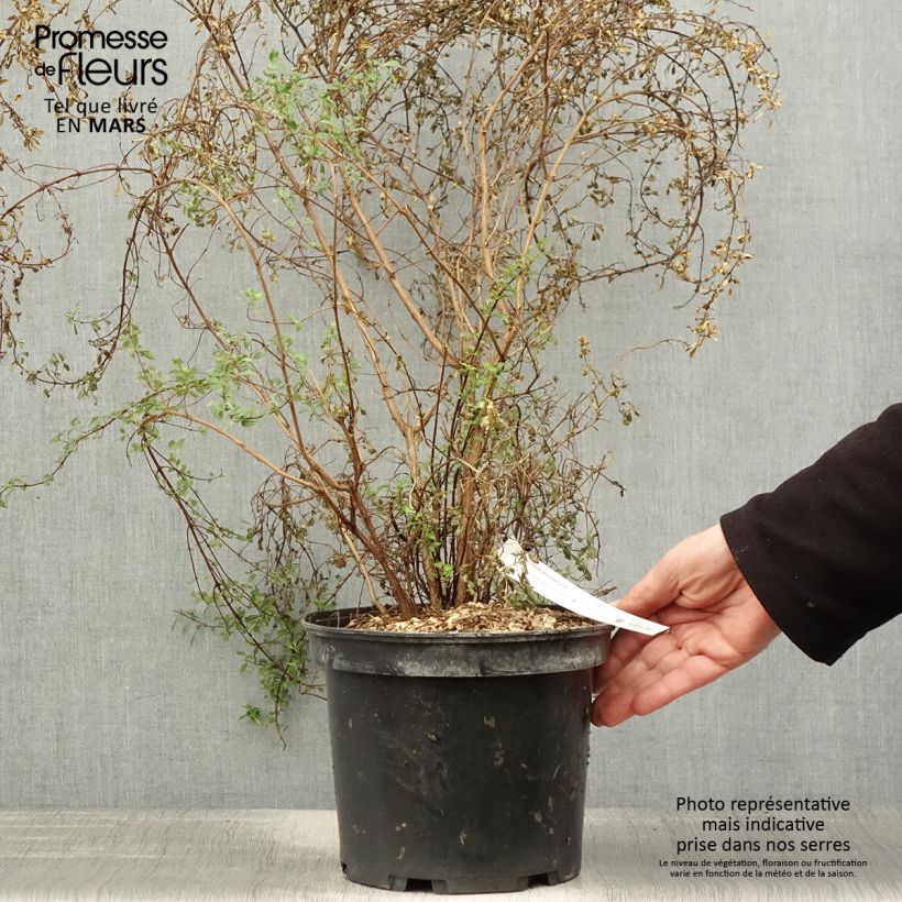 Spécimen de Fuchsia microphylla ssp. microphylla Pot de 4L/5L tel que livré au printemps