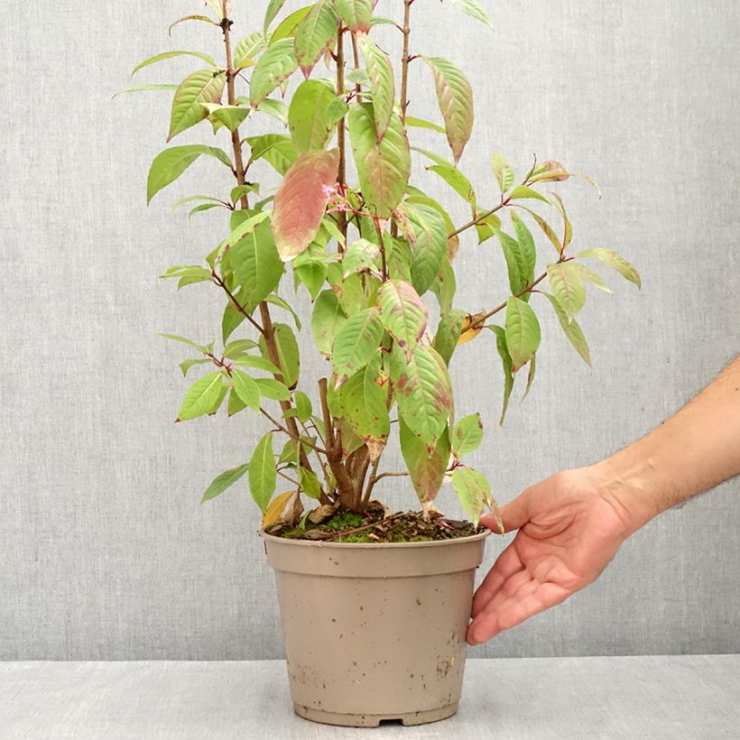 Spécimen de Fuchsia paniculata Pot de 4L/5L tel que livré en été