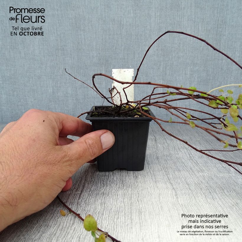 Spécimen de Fuchsia procumbens Godet de 8/9 cm tel que livré en automne