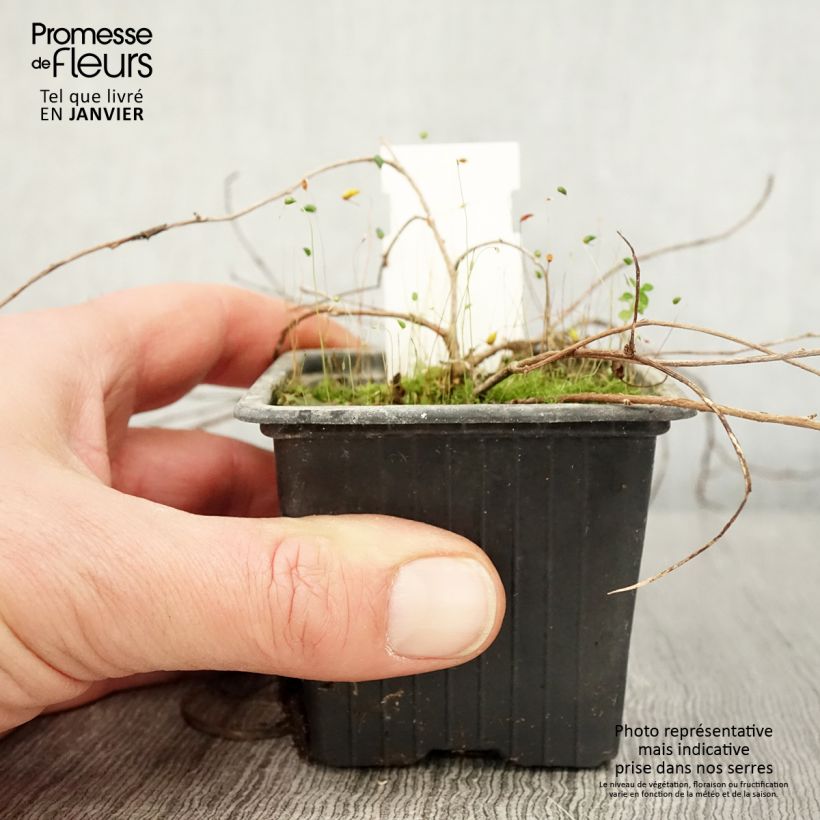 Spécimen de Fuchsia procumbens Godet de 8/9 cm tel que livré en hiver