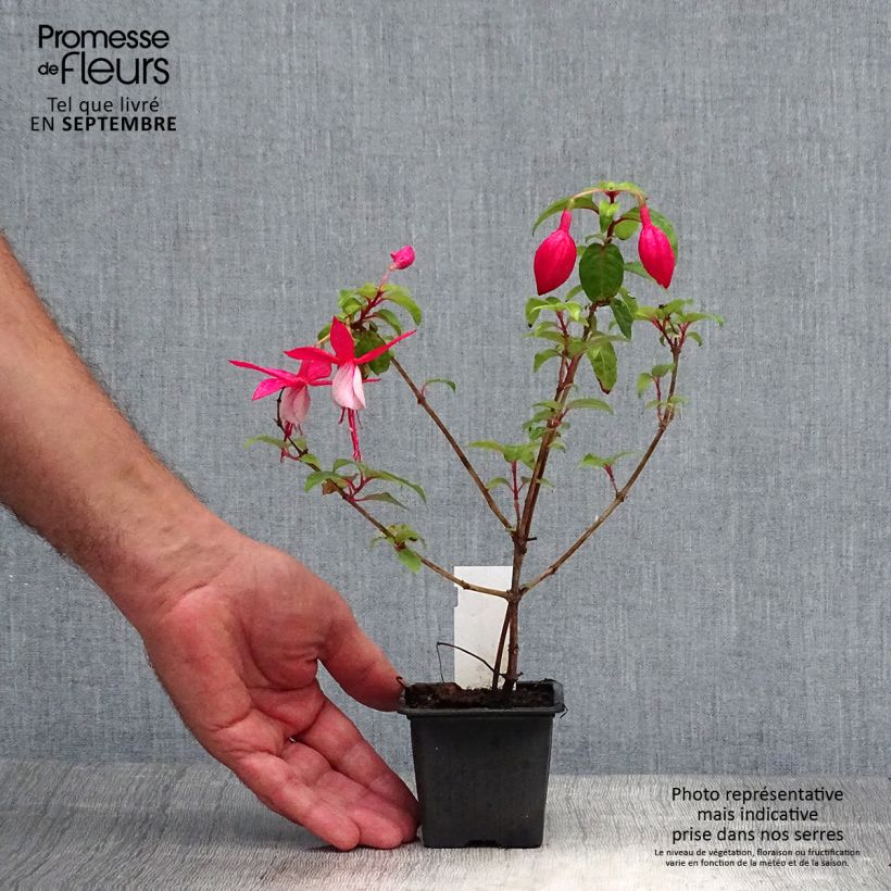 Spécimen de Fuchsia R.A.F Godet de 8/9 cm tel que livré en automne