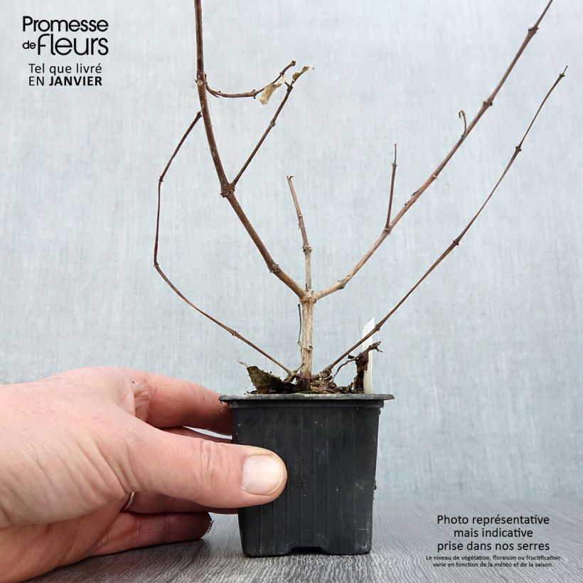 Spécimen de Fuchsia R.A.F Godet de 8/9 cm tel que livré en hiver