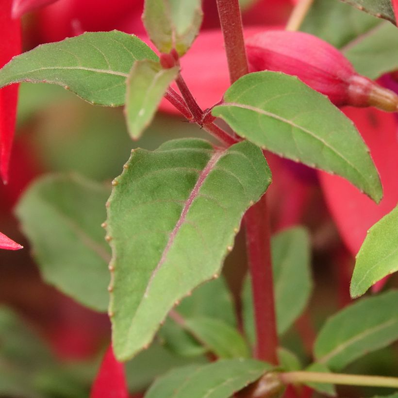 Fuchsia regia Regal (Feuillage)