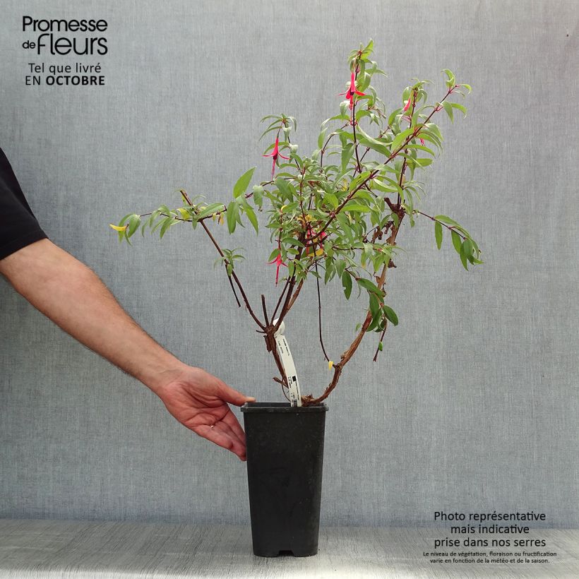 Spécimen de Fuchsia regia Reitzii - Fuchsia royal Pot de 2L/3L tel que livré en automne