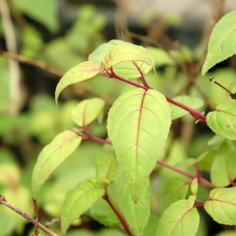 Fuchsia retombant Rohees New Millenium  (Feuillage)