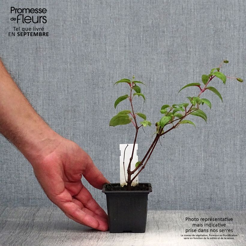 Spécimen de Fuchsia retombant Rohees New Millenium  Godet de 8/9 cm tel que livré en automne