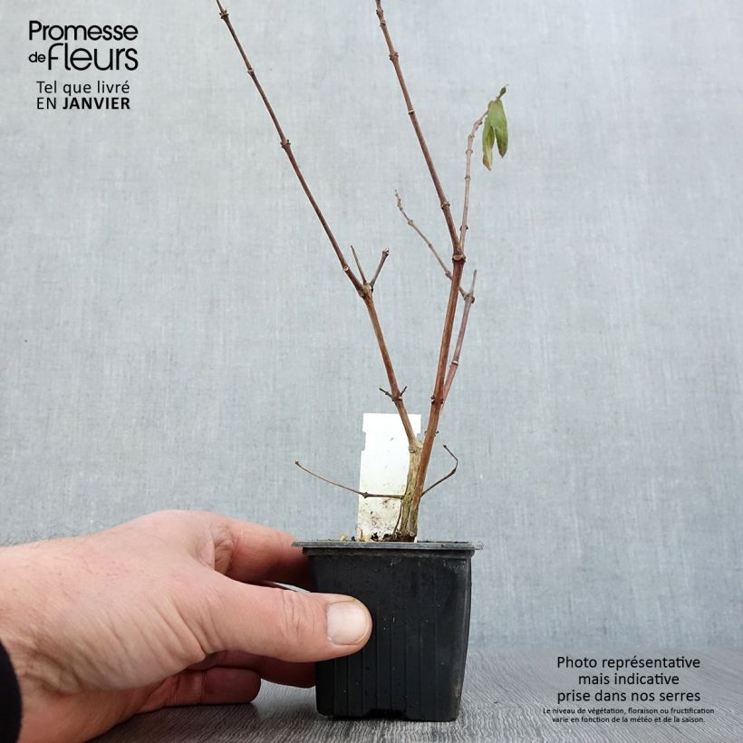 Spécimen de Fuchsia retombant Rohees New Millenium  Godet de 8/9 cm tel que livré en hiver