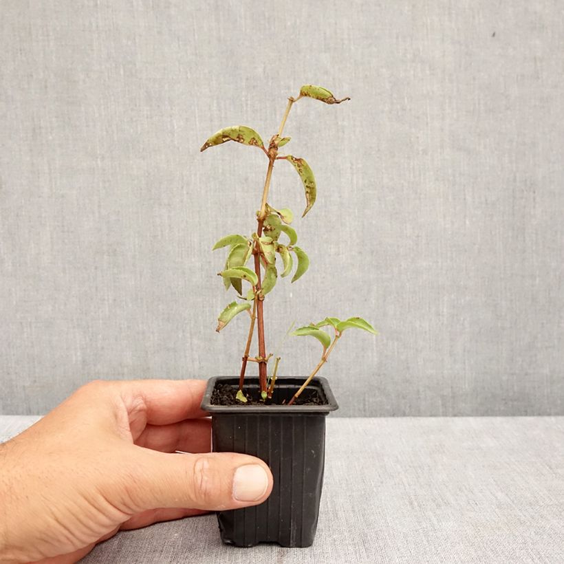 Spécimen de Fuchsia retombant Royal Mosaïc Godet de 7/8 cm tel que livré en été