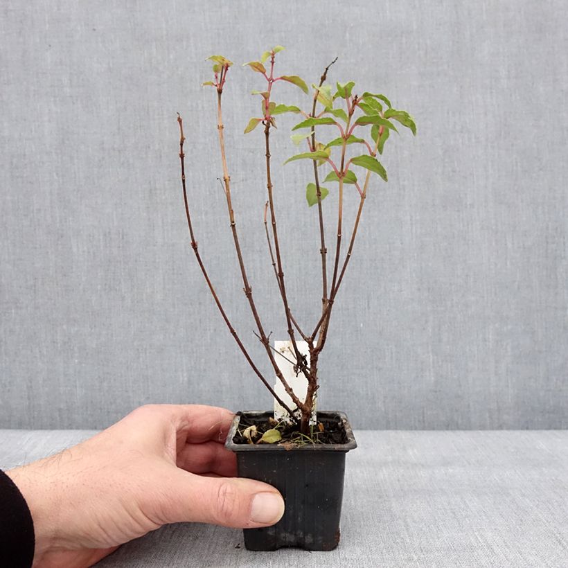 Spécimen de Fuchsia rustique Alice Hoffman Godet de 8/9 cm tel que livré en hiver