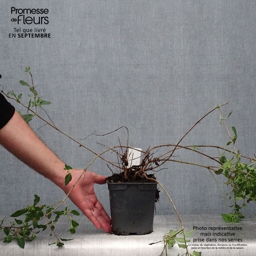 Spécimen de Fuchsia rustique Blue Sarah Pot de 2L/3L tel que livré en automne