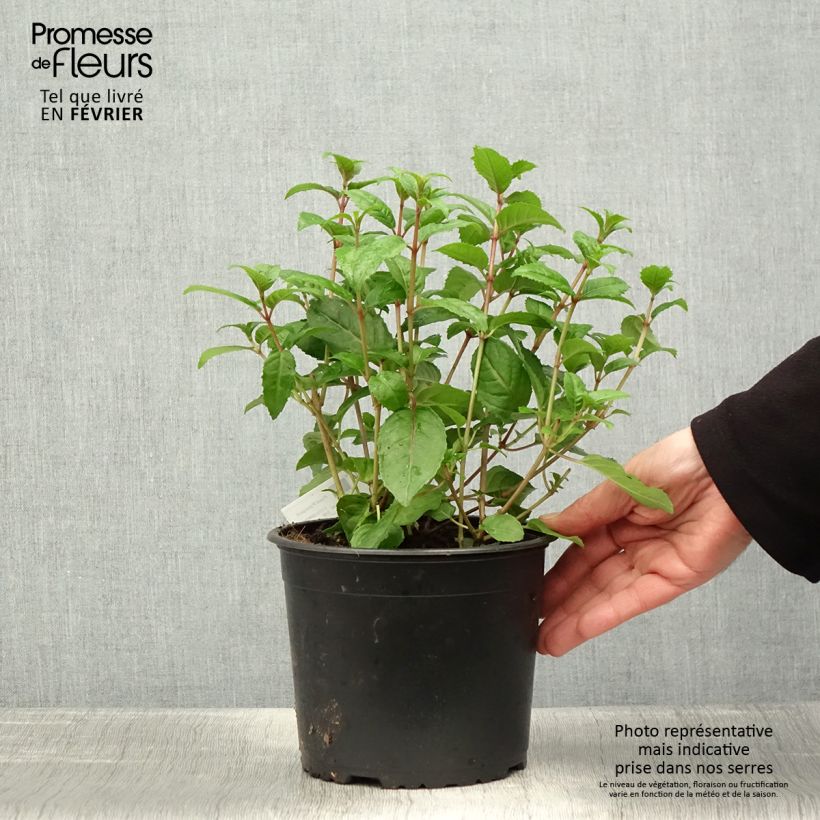Spécimen de Fuchsia rustique Connie Pot de 3L/4L tel que livré en hiver