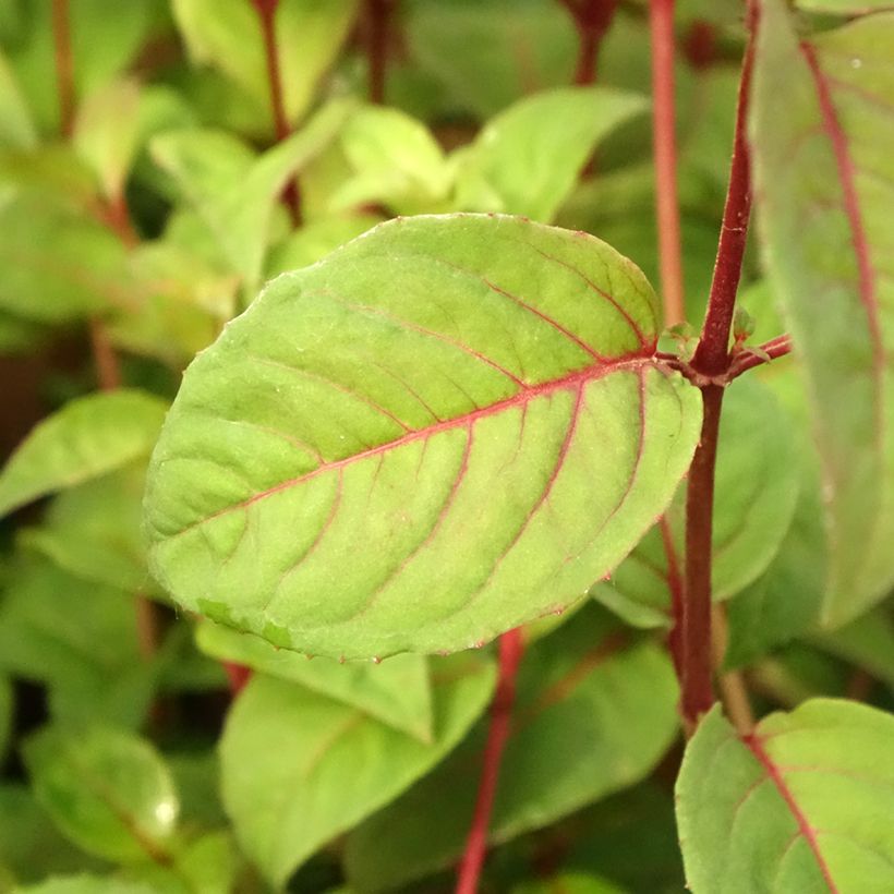 Fuchsia rustique Douce France (Feuillage)