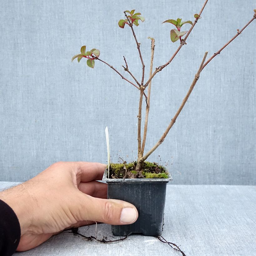 Spécimen de Fuchsia rustique Douce France Godet de 8/9 cm tel que livré en automne