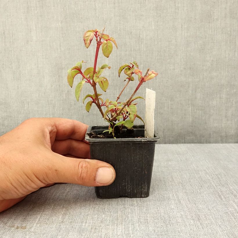 Spécimen de Fuchsia rustique Douce France Godet de 8/9 cm tel que livré en été